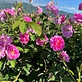 IMG_2198.jpeg