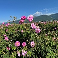 IMG_2169.jpeg