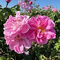 IMG_2168.jpeg