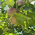 IMG_2402.jpeg