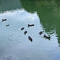 IMG_5334.jpeg