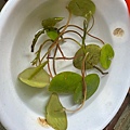 IMG_5275.jpeg