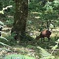 IMG_5242.jpeg