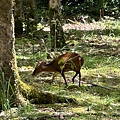 IMG_5255.jpeg