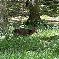 IMG_5231.jpeg
