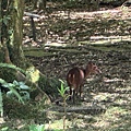 IMG_5236.jpeg