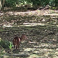 IMG_5237.jpeg