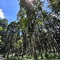 IMG_5229.jpeg