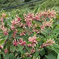 IMG_5698.jpeg