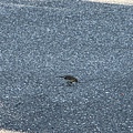 IMG_1712.jpeg