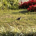 IMG_1710.jpeg