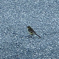 IMG_1715.jpeg