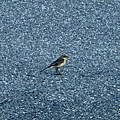 IMG_1716.jpeg