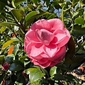 IMG_1878.jpeg