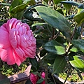 IMG_1884.jpeg