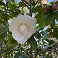 IMG_1896.jpeg