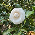 IMG_1898.jpeg