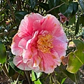 IMG_1895.jpeg