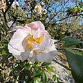 IMG_1921.jpeg