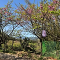 IMG_1929.jpeg