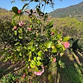 IMG_1951.jpeg