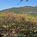 IMG_1949.jpeg
