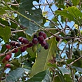 IMG_1960.jpeg