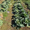 IMG_1989.jpeg