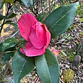 IMG_1990.jpeg