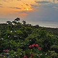 IMG_2470.jpeg