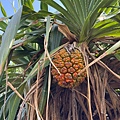 IMG_2419.jpeg