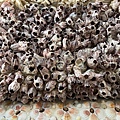 IMG_5332.jpeg