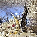 IMG_5316.jpeg