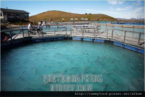 Twizel 鮭魚養殖場