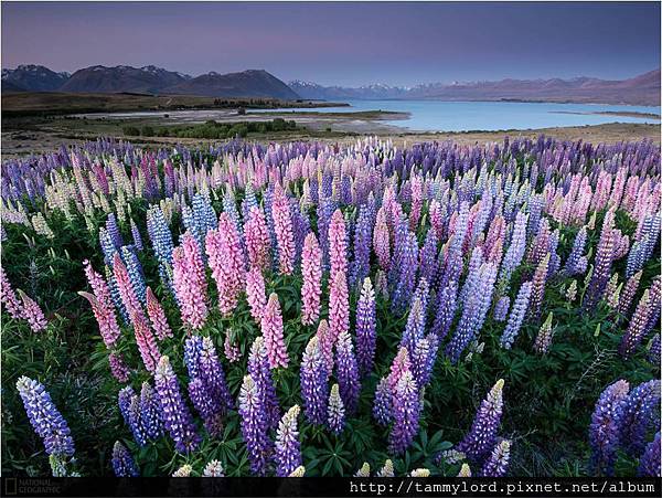 蒂卡波湖 Lake Tekapo