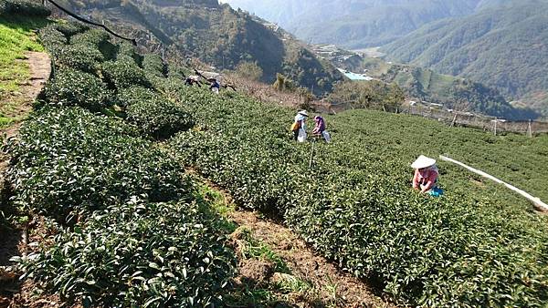 茶中香檳 梨山黃金冬片 茶足跡 Tammy Irish的部落格 痞客邦 茶中香檳 梨山黃金冬片 茶足跡 Tammy Irish的部落格 痞客邦