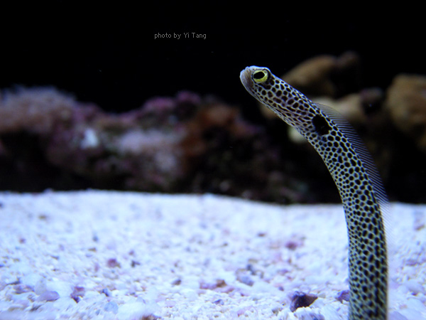 Seattle 西雅圖 Seattle Aquarium 西雅圖水族館 唐發福 痞客邦 Seattle 西雅圖 Seattle Aquarium 西雅圖水族館 唐發福 痞客邦