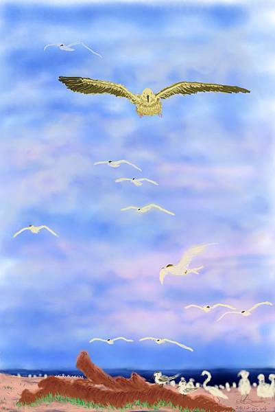 0217_seabirds-1-20120224