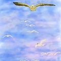 0217_seabirds-1-20120224