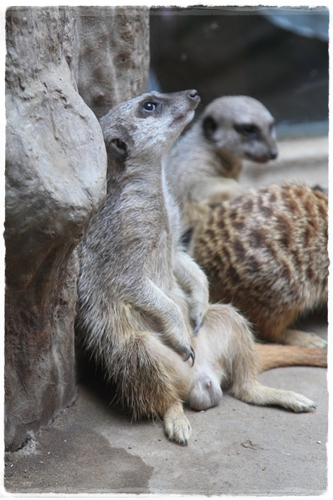 上野動物園 (27)