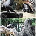 上野動物園 (39)