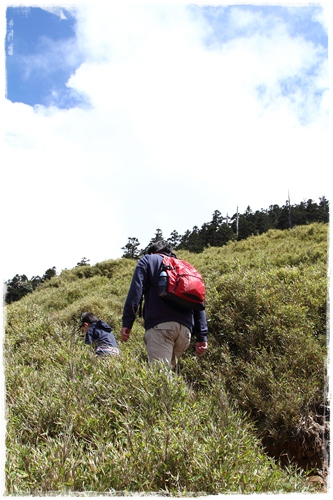 合歡山賞杜鵑 (5)