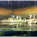 品川水族館 (8)