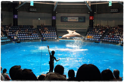 品川水族館 (13)