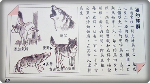 西頓動物記 (6).JPG