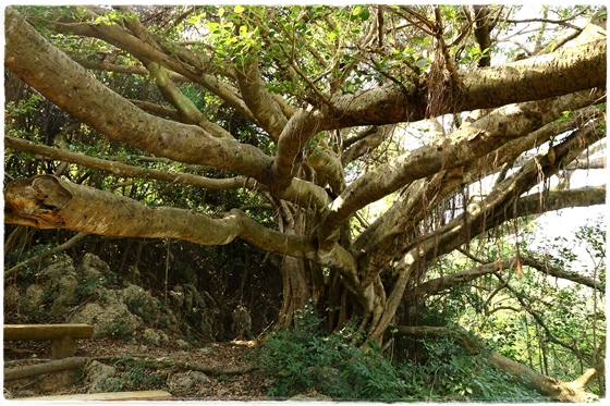 壽山登山步道 (8).JPG