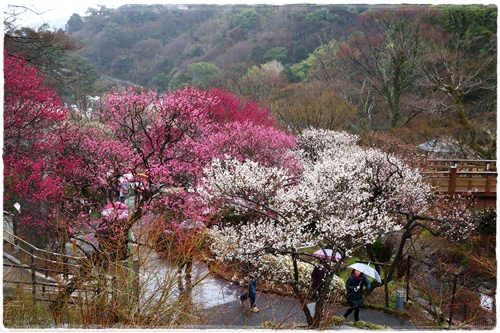 熱海梅園 (11).JPG