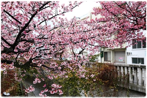 糸川櫻花祭 (4).JPG