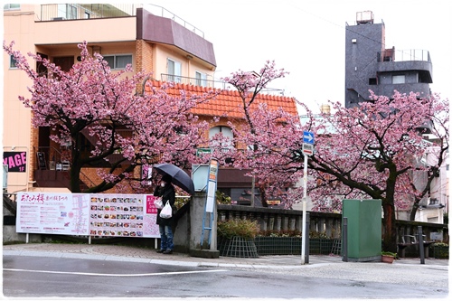 糸川櫻花祭 (7).JPG