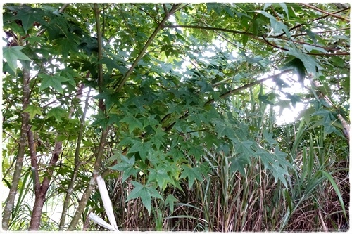 櫻之林露營區 (15).JPG